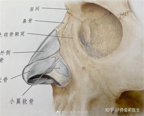 鼻子有骨頭嗎|鼻综合功课